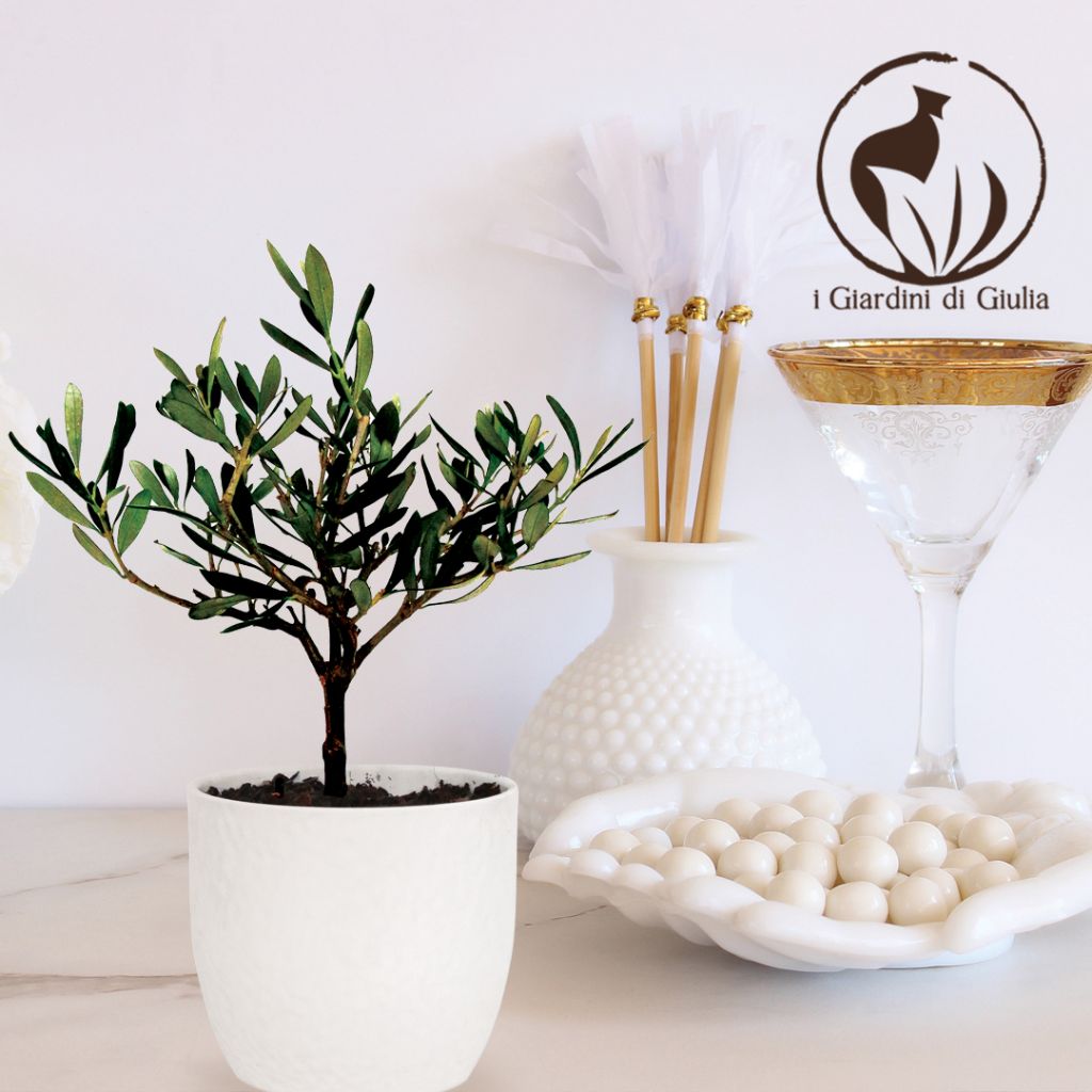Bonsai di ulivo come bomboniera