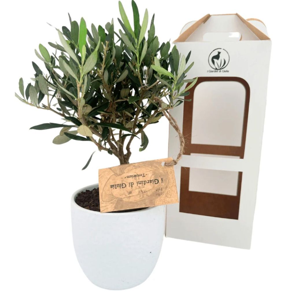 Ulivo in vaso bianco con packaging
